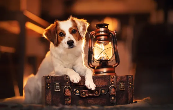 Картинка взгляд, лампа, собака, фонарь, чемодан