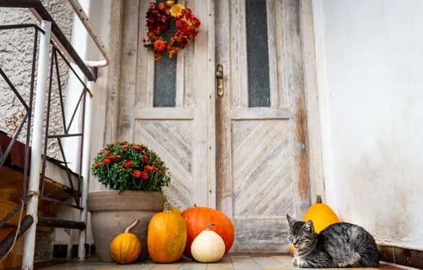 Картинка осень, кошка, кот, взгляд, цветы, поза, дом, серый, стена, праздник, отдых, плитка, сон, сад, дверь, …