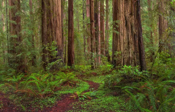 Картинка зелень, лес, трава, деревья, тропинка, кусты, California, Redwoods State Park