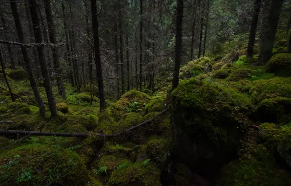 Картинка лес, деревья, природа, камни, мох, Финляндия, Finland, Хаусъярви, Hausjarvi