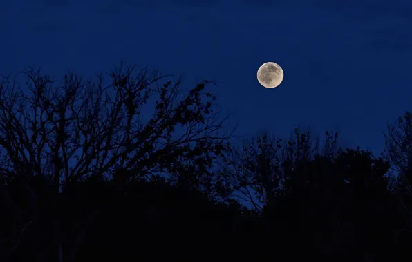 Картинка небо, деревья, ночь, природа, луна, полнолуние