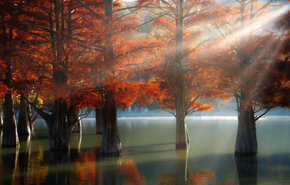 Картинка осень, лучи, свет, деревья, природа, озеро, кипарисы