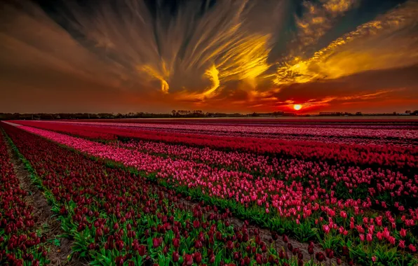 Картинка поле, закат, тюльпаны
