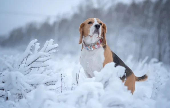 Картинка зима, снег, собака, Бигль