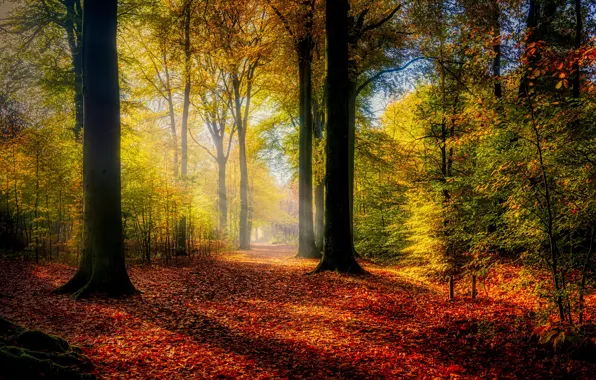 Картинка осень, лес, свет, деревья, туман, парк, листва, дорожка, тени, аллея, листопад, кусты, краски осени