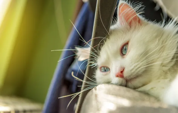 Картинка кошка, кот, взгляд, морда, свет, портрет, лежит, белая, голубые глаза, пушистая