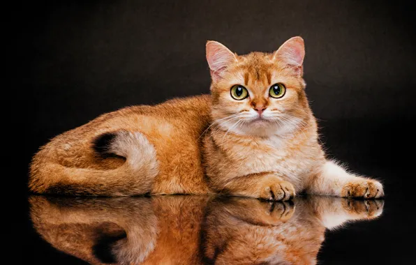 Картинка кошка, взгляд, отражение, фон, Британская короткошёрстная кошка, Евгений Дёгтев, Золотая Шиншилла