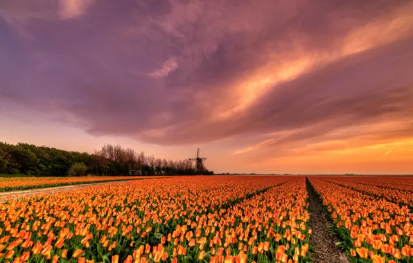 Картинка поле, небо, облака, свет, деревья, закат, цветы, красота, весна, вечер, горизонт, мельница, тюльпаны, грядки, Нидерланды, …