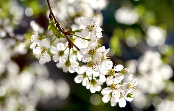 Картинка весна, цветение, белые цветы