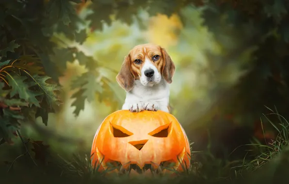 Картинка осень, трава, взгляд, листья, природа, фон, собака, тыква, хеллоуин, рожица, композиция