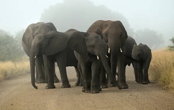 Картинка природа, туман, слоны