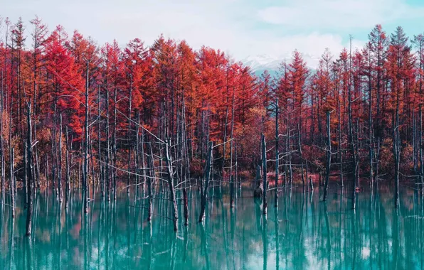 Картинка осень, листья, деревья, озеро, forest, trees, landscape, autumn, lake