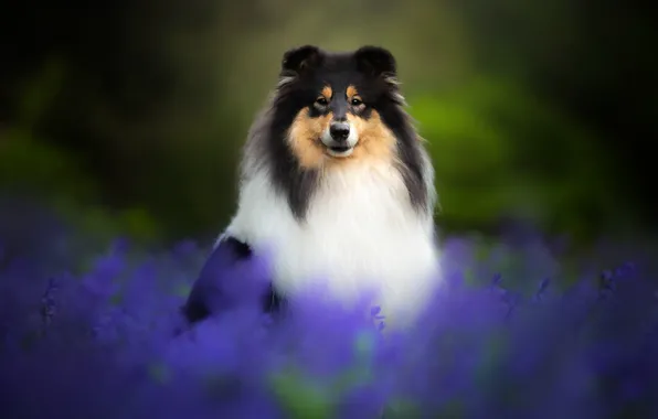 Картинка цветы, собака, Колли
