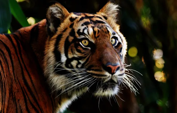 Картинка глаза, взгляд, морда, тигр