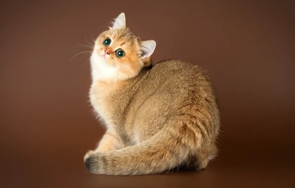 Картинка кошка, взгляд, котенок, хвост, коричневый фон, британская, шиншилла, золотистая шиншилла