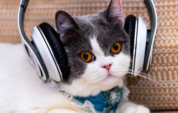 Картинка кошка, взгляд, музыка, котенок, наушники, мордашка, манишка, серый с белым