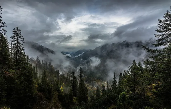 Картинка лес, небо, облака, деревья, горы, природа, туман