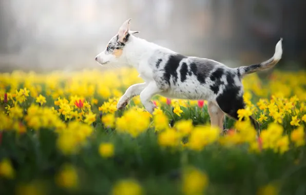 Картинка поле, белый, цветы, природа, парк, фон, поляна, собака, весна, желтые, сад, малыш, бег, щенок, прогулка, …