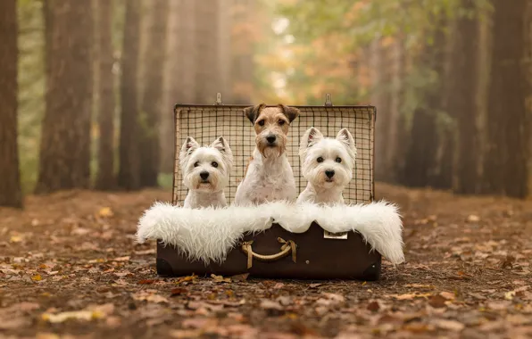 Картинка осень, лес, собаки, парк, листва, собака, мех, чемодан, белые, трио, друзья, боке, три собаки, фокстерьер, …
