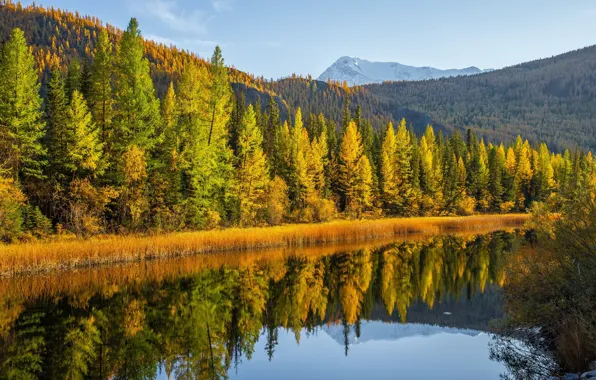 Картинка осень, лес, деревья, горы, озеро, отражение, Россия, Алтай