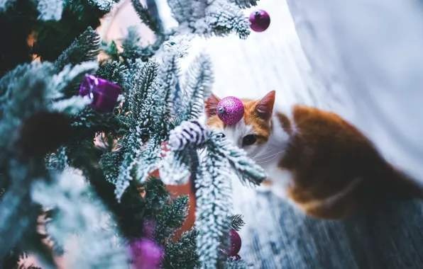 Картинка кошка, кот, взгляд, морда, шарики, снег, ветки, игрушки, новый год, размытие, рыжий, ёлка, ёлочка, хвоя, …