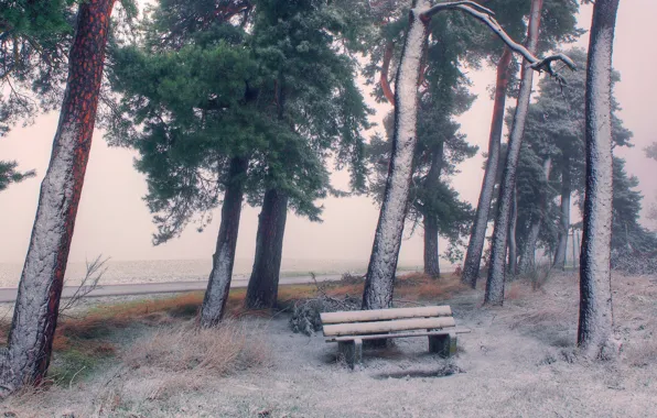 Картинка зима, снег, деревья, скамейка, берег, лавочка, сосны, водоем
