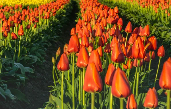 Картинка поле, цветы, весна, тюльпаны, оранжевые, бутоны, много, ряды, плантация