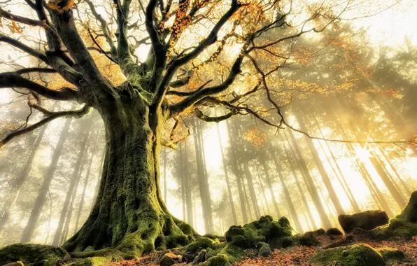 Картинка лес, природа, туман, дерево