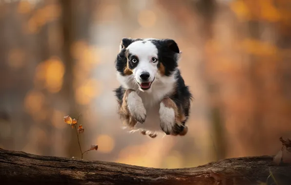 Картинка прыжок, собака, бревно, боке, Миниатюрная австралийская овчарка, Мини аусси
