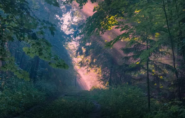 Картинка лес, деревья, солнечный свет
