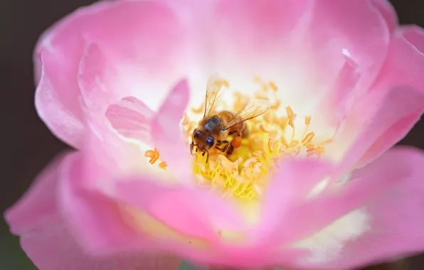 Картинка цветок, пчела, лепестки, тычинки, насекомое