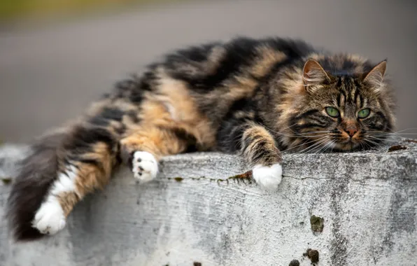 Картинка кошка, кот, взгляд, лежит, бетон, мордашка, полосатая, пятнистая, рыжая с черным