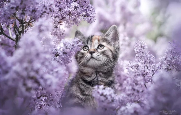 Картинка цветы, природа, котенок, сирень, Natalie Grobe