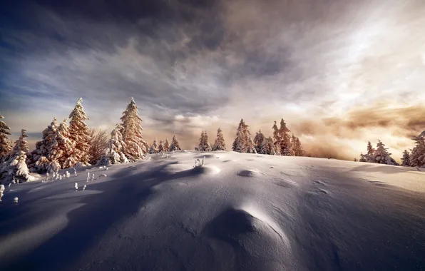 Картинка зима, иней, поле, лес, небо, облака, свет, снег, в снегу, даль, ели, склон, простор, сугробы, …