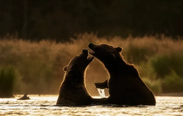 Картинка медведи, купание, пара, силуэты, два, водоем, два медведя