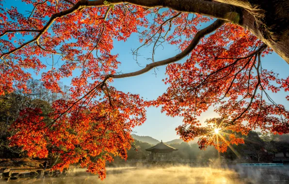 Картинка осень, пейзаж, ветки, природа, туман, пруд, парк, дерево, утро, Япония, беседка