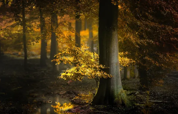 Картинка осень, лес, деревья, лужа