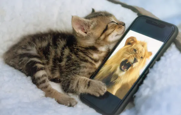 Картинка кошка, морда, котенок, серый, сон, лев, малыш, пасть, спит, лежит, мех, смартфон, мобильник, лежанка, табби