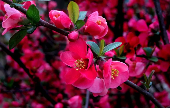 Картинка айва, красные цветы, ветки дерева, цветение сакуры
