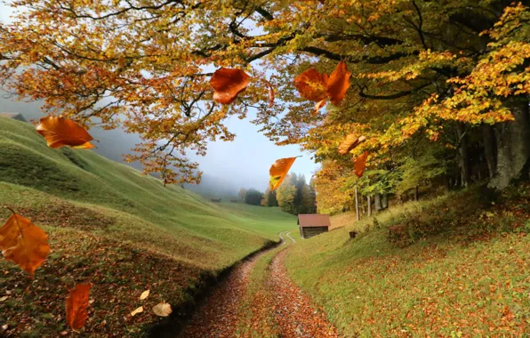 Картинка осень, листья, деревья, пейзаж, ветки, природа, туман, холмы, дорожка, домик