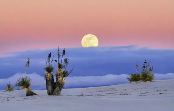 Картинка пустыня, Луна, США, Нью-Мексико, Белые Пески, White Sands National Monume