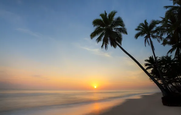 Картинка море, пляж, лето, закат, пальмы, берег, силуэт, summer, beach, sea, sunset, seascape, beautiful, paradise, palms, …