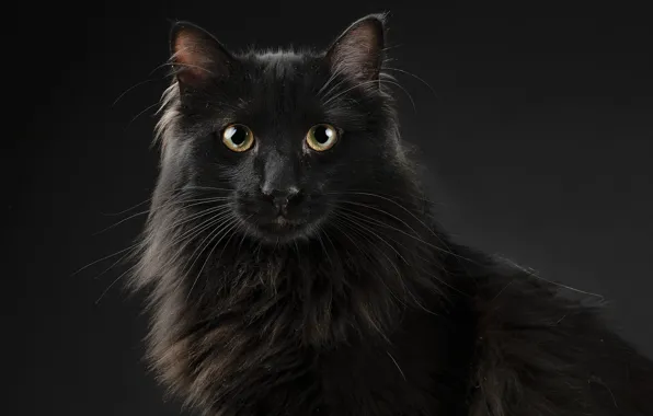 Картинка кошка, кот, взгляд, морда, темный фон, черный, портрет, пушистый