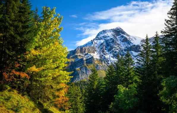 Картинка осень, лес, горы, природа, Швейцария, Альпы