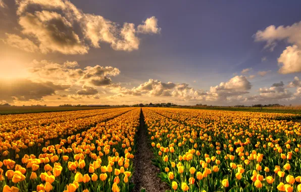 Картинка поле, небо, солнце, облака, свет, цветы, красота, весна, вечер, желтые, тюльпаны, грядки, Нидерланды, бутоны, много, …