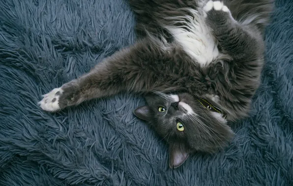 Картинка кошка, кот, взгляд, поза, серый, лапы, пушистый, лежит, мех, мордашка, развалился