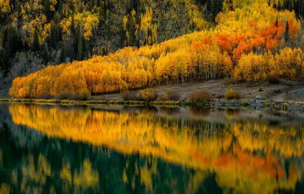 Картинка осень, лес, озеро, отражение, берег, водоем, золотая осень, зеркальное, желтые деревья