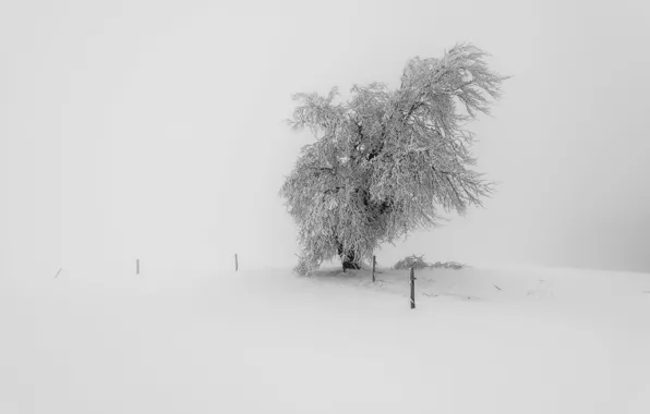 Картинка зима, снег, туман