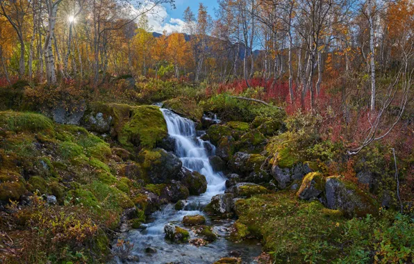 Картинка осень, деревья, пейзаж, горы, природа, ручей, камни, мох, берёзы, Константин Воронов