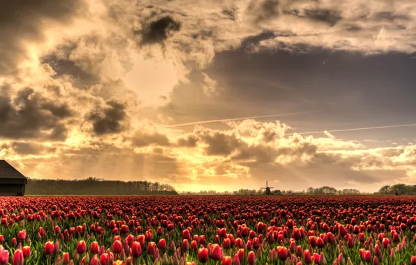 Картинка поле, небо, солнце, облака, лучи, свет, цветы, красота, весна, мельница, тюльпаны, красные, Нидерланды, бутоны, алые, …